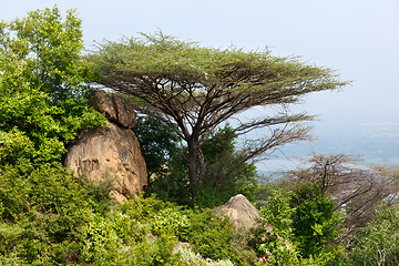 Image showing Tree in mountains