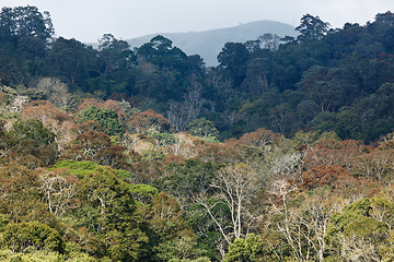 Image showing Trees in Periyar Wildlife Sanctuary