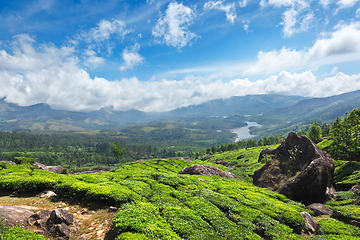 Image showing Tea plantations