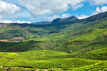 Image showing Tea plantations