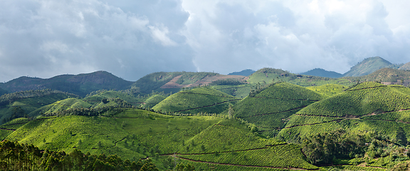 Image showing Panorama of tea plantations