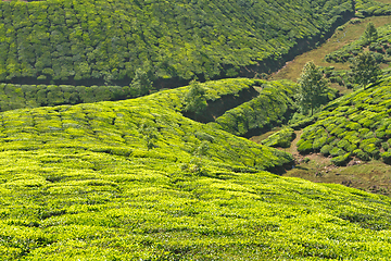 Image showing Tea plantations