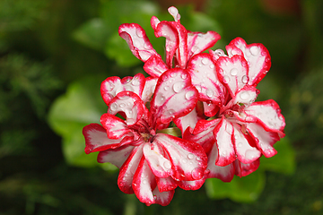 Image showing Tropical flowers