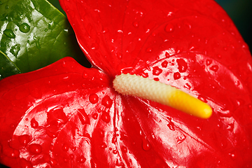 Image showing Anthurium flower