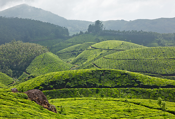 Image showing Tea plantations