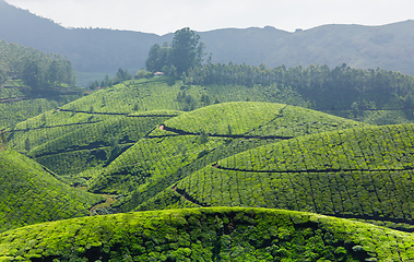 Image showing Tea plantations