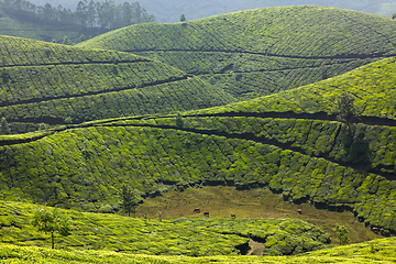 Image showing Tea plantations