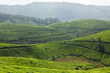 Image showing Tea plantations