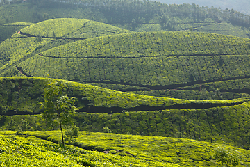 Image showing Tea plantations