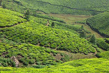 Image showing Tea plantations