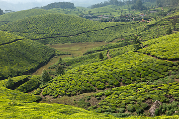 Image showing Tea plantations