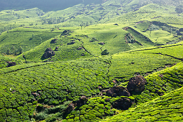 Image showing Tea plantations