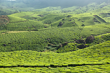 Image showing Tea plantations