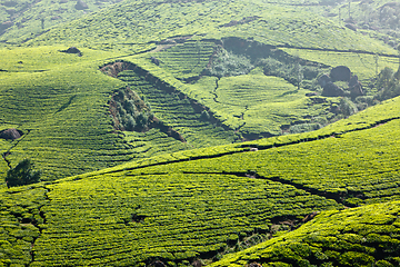 Image showing Tea plantations