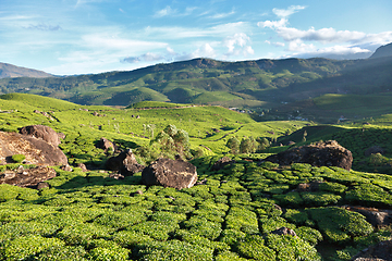 Image showing Tea plantations