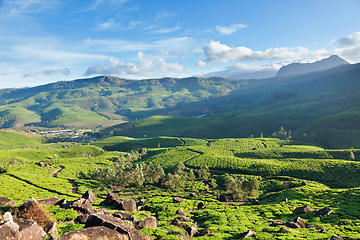 Image showing Tea plantations