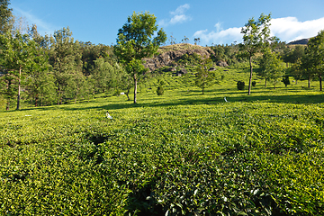 Image showing Tea plantations