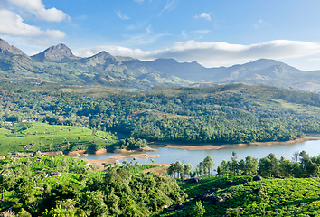 Image showing Tea plantations