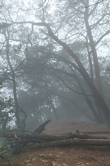 Image showing Misty scary forest in fog