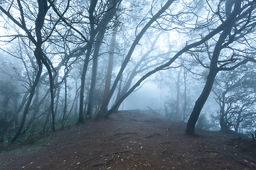 Image showing Misty scary forest in fog