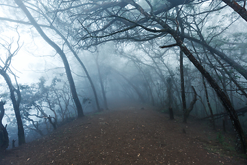 Image showing Misty scary forest in fog