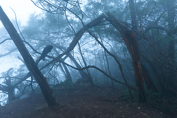 Image showing Misty scary forest in fog