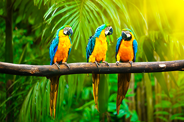 Image showing Blue-and-Yellow Macaw