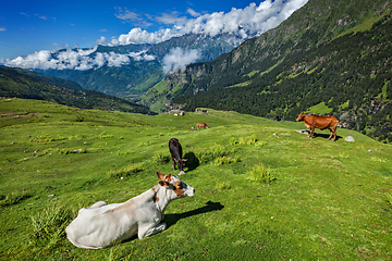 Image showing Cows grazing in Himalayas
