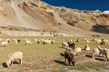 Image showing Herd of Pashmina sheep and goats in Himalayas. Himachal Pradesh,