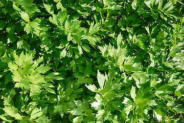 Image showing green lovage plant