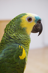 Image showing green parrot isolated