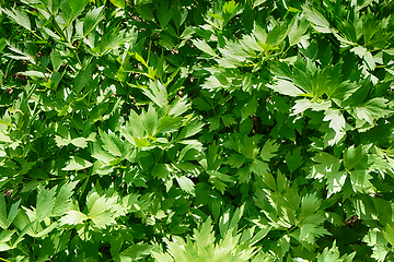 Image showing green lovage plant