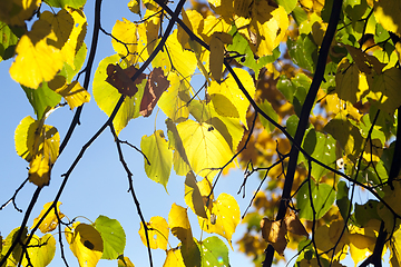 Image showing linden tree in autumn