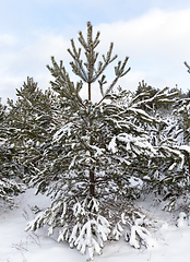 Image showing Snow drifts in winter