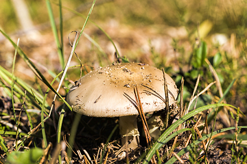 Image showing wild mushrooms