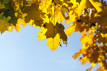 Image showing Yellow maple foliage