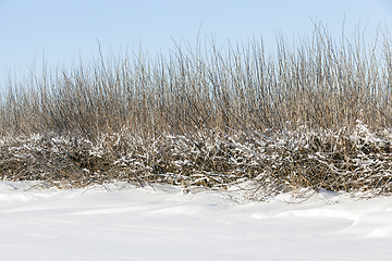 Image showing After snowfall