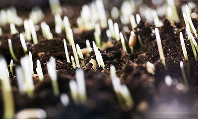 Image showing young plants.