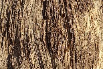 Image showing Old logs, close-up