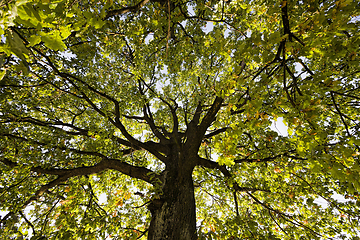 Image showing trees with colorful leaves