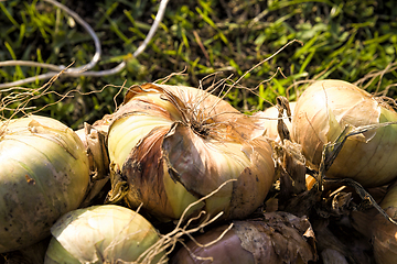 Image showing onion harvest