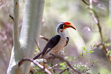 Image showing bird Von der Decken\'s Hornbill, Ethiopia wildlife