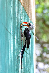 Image showing bird Von der Decken\'s Hornbill, Ethiopia wildlife