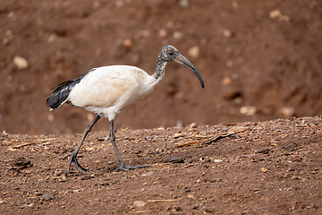 Image showing bird African Sacred Ibis, Ethiopia safari wildlife