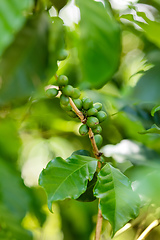 Image showing coffee cherries on the branch, Ethiopia