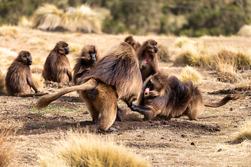 Image showing endemic Gelada in Simien mountain, Etiopia