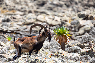 Image showing rare Walia ibex in Simien, Ethiopia wildlife