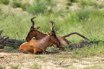 Image showing Red Hartebeest in Kalahari South Africa