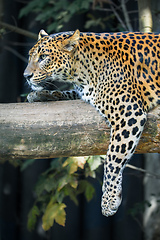 Image showing Sri Lanka Ceylon Leopard, Panthera pardus kotiya
