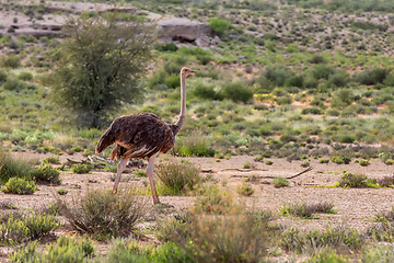 Image showing Ostrich, in Kalahari,South Africa wildlife safari